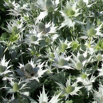 Eryngium Giganteum &#39;Silver Ghost&#39; Sea Holly 10 Seeds Fresh Gardening USA SELLER - $10.00