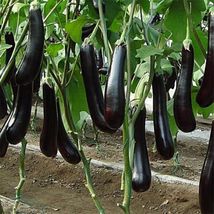 50 Seeds Chinese Eggplants Long Purple Eggplants Aubergine Asian From USA - $8.99