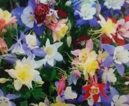 20 Columbine Giant Mixed Flower SeedsFrom US  - $8.35