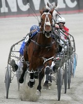 DVD - The HORSE in SPORT: HARNESS RACING - $39.99
