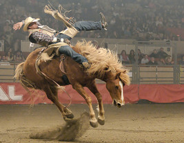 Dvd   The Horse In Sport: Rodeo - $39.99