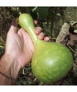 Large Bird House Gourd - Lagenaria - 20 seeds - €12,78 EUR