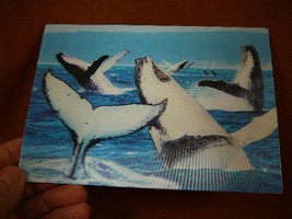 (POST-8) Lenticular 3D Postcard Humpback whale ocean spy hopping tails whales - £7.58 GBP