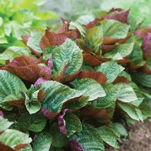 Fresh New Britton Bicolor Shiso Culinary &amp; Herbs Perilla USA Seller - £12.55 GBP