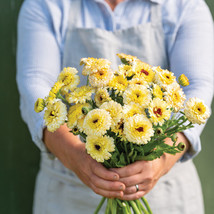 Ivory Princess Calendula marigold Seeds, Calendula marigold Flower Seeds  - £10.96 GBP