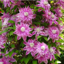 25 French Pink Clematis Seeds Climbing Perennial Plumeria Bloom Seed - £12.96 GBP