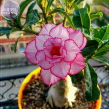 Thai &#39;embroidery&#39; Adenium Desert Rose Seeds, professional pack, 2 Seeds, 5-layer - £4.95 GBP