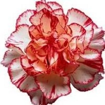 Avranchin Red &amp; White Carnation Dianthus Caryophyllus Chabaud Flower 50 Seeds - £4.72 GBP