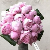 Fresh Seeds 10Pcs Chinese Peony Seeds Light Pink Ball Flowers - $13.82