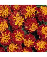 25+ Harmony Marigold Seeds - $10.96