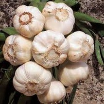 GARLIC 7 Bulbs , FRESH CALIFORNIA SOFTNECK GARLIC BULB, PLANTING &amp; GROWING - $9.89