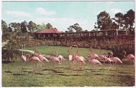 Postcard Flamingoes At Parrot Jungle Red Road Miami Florida - $2.75