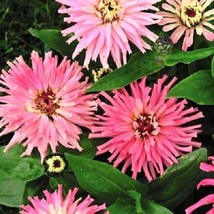 New 30 Giant Pinca Pink Cactus Zinnia Flower Seeds Long Lasting AnnualFrom US - $8.35