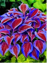 Stunning Hosta Seeds: Deep Red and Blue-Green Foliage Mix SS - $1.50