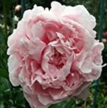 Pale Pink Peony Flower Seeds Papaver Paeoniflorum Garden USA Shipping - £6.59 GBP