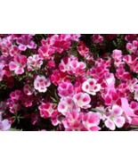 100 Fresh Seeds Godetia Farewell To Spring - $5.98