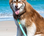 Island Vibes Waterproof Dog Leash Standard Length - £33.77 GBP