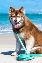 Island Vibes Waterproof Dog Leash Standard Length - £33.54 GBP