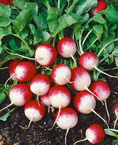 50+ pk Fire and Ice Radish Seeds, Sprouting Seeds, Home Garden. - Country Creek