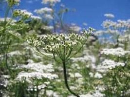 SR Cumin Seed, Heirloom,  Non Gmo, 25+ Seeds, Herb Seed For Growing - $63.62 MXN