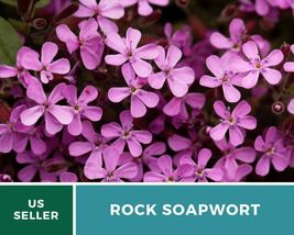 100 Pcs Rock Soapwort Heirloom Seeds Herb Non GMO Saponaria Vaccaria Alba Seed - £15.57 GBP