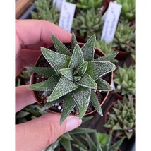 Haworthia fasciata Cape Town 2 Inch Pot Live Plant - $5.94