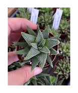 Haworthia fasciata Cape Town 2 Inch Pot Live Plant - £4.67 GBP