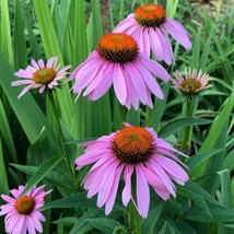 200+ Purple Coneflower Daisy Seeds - £6.96 GBP