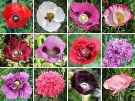 500 seeds, Poppy mix, annual - $5.50