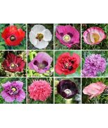 500 seeds, Poppy mix, annual - $5.50