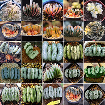 BELLFARM Haworthia truncata Rainbow Mixed 20 Types of Bonsai Succulent Seeds Hei - £29.84 GBP