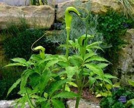 Arisaema Tortuosum Whipcord Jack In The Pulpit Seeds Fresh Garden USA SELLER - £15.29 GBP