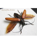 Giant Longhorn Callipogon Armillatus Real Beetle Framed Entomology Shado... - $219.99