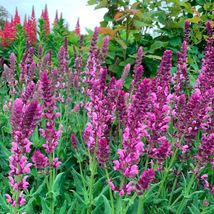 FREE SHIPPING 50 Rose Queen Salvia Seeds Flower Seed Perennial Flowers Butterfly - £13.57 GBP