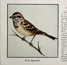 Tree Sparrow Bird Print 1931 Blue Book Birds Of America Animals Art PCBG21B - $19.99