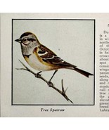 Tree Sparrow Bird Print 1931 Blue Book Birds Of America Animals Art PCBG21B - $19.99