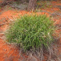 Buffalo Grass Cenchrus Ciliaris 50 Hardy Seeds Sustainable Landscaping G... - $14.24