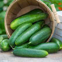 SGH 25 Seeds Early Pride Cucumber Planting Edible Food Easy To Grow Garden - £4.24 GBP