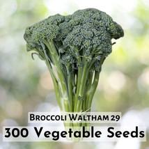 300 Seeds Broccoli Waltham 29 Vegetable Plant - $16.45 CAD