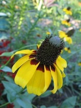 USA Clasping Coneflower Rudbeckia Amplexicaulis Flower 3000 Seeds - £8.21 GBP