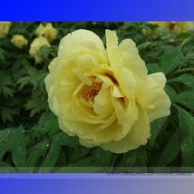 New Fresh Light Fragrant Yellow Peony Flower Seeds Pack 5 Seeds / Pack Very Beau - £2.96 GBP