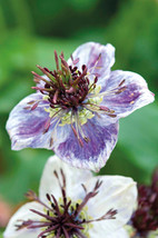 50 Nigella Love In The Mist Delft Blue Seed Long Lasting Reseeding Annual Flower - £14.35 GBP