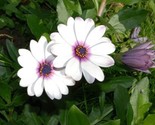 50+ African Daisy Osteospermum Tropical Flower Seeds - White &amp; Purple - £3.39 GBP