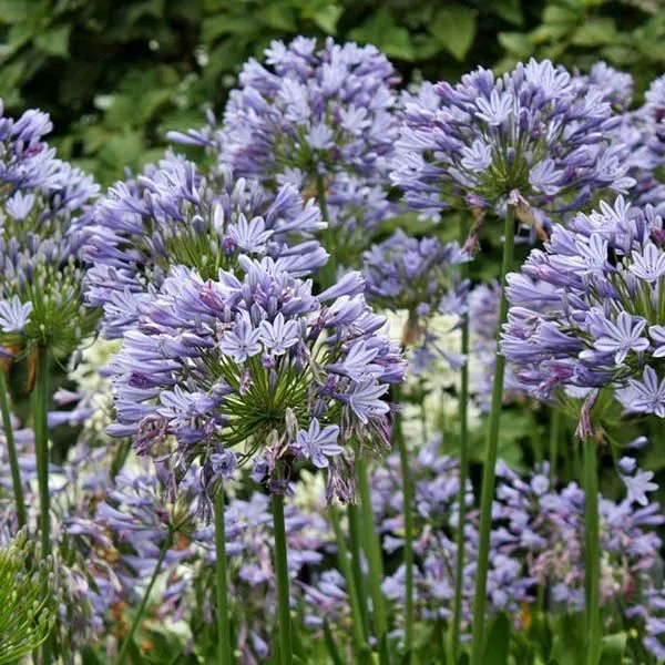 Agapanthus Storm Cloud Lily Of The Nile Seeds Fresh Garden - £7.79 GBP