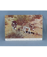 Vintage Postcard - Wild Burros - Royal Pictures - $20.37 CAD