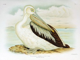 12940.Decor Poster.Wall art.Home vintage interior design.Pelican bird.Nature - £13.66 GBP+