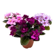 Harmony&#39;s Mini African Violets Grower&#39;s Choice Mix 2 inch Set of 3 Rare Variegat - £43.97 GBP