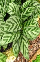 Potted Flowers Calathea Seeds Flower Indoor or Outdoor - $12.45