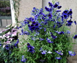 50 Pc Seeds Kew Blue Painted Tongue, Salpiglossis Sinuata Seeds for Planting |RK - £13.14 GBP