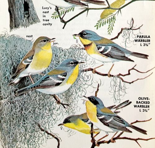 Warbler Varieties And Types 1966 Color Bird Art Print Nature #3 ADBN1o - $19.99